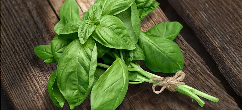 Hydroponic Italian Basil