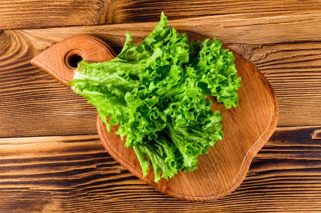 Hydroponic Green Lettuce